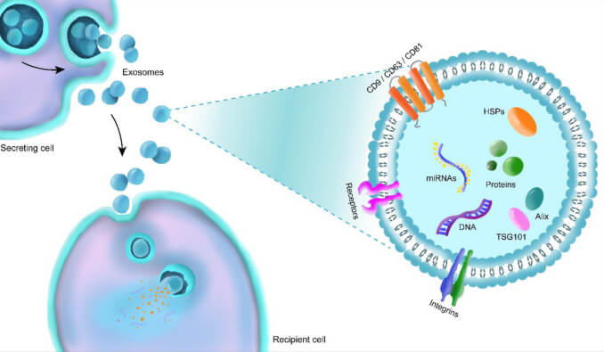 Exosome Therapy – Scottsdale Premier IV